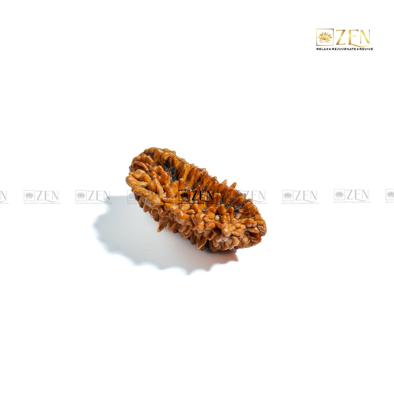 2 Mukhi Nepali Rudraksha | The Zen Crystals