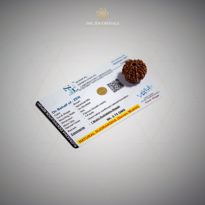 7 mukhi Rudraksha seed bead on a certification card with 'The Zen Crystals' branding.