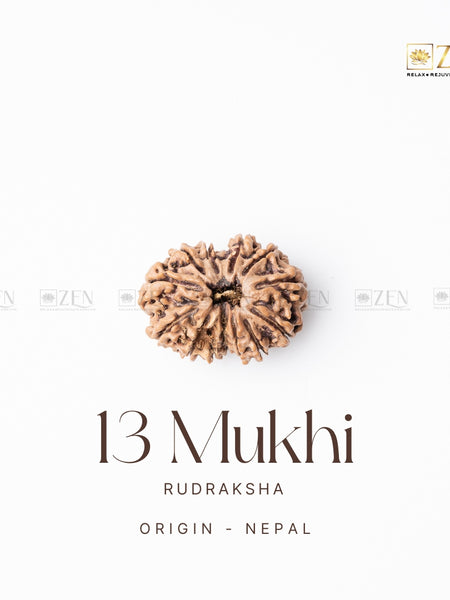 13 Mukhi Rudraksha | the zen crystals