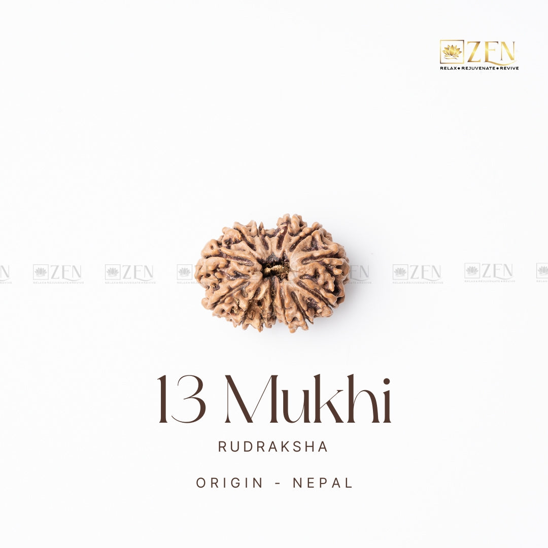 13 Mukhi Rudraksha | the zen crystals