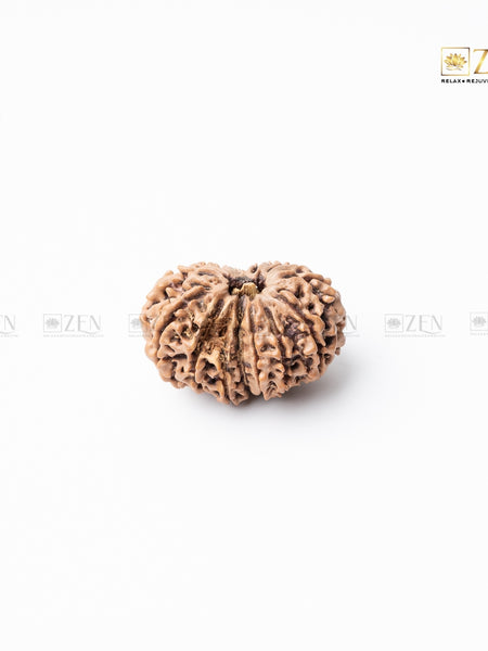 thirteen mukhi rudraksha | the zen crystals