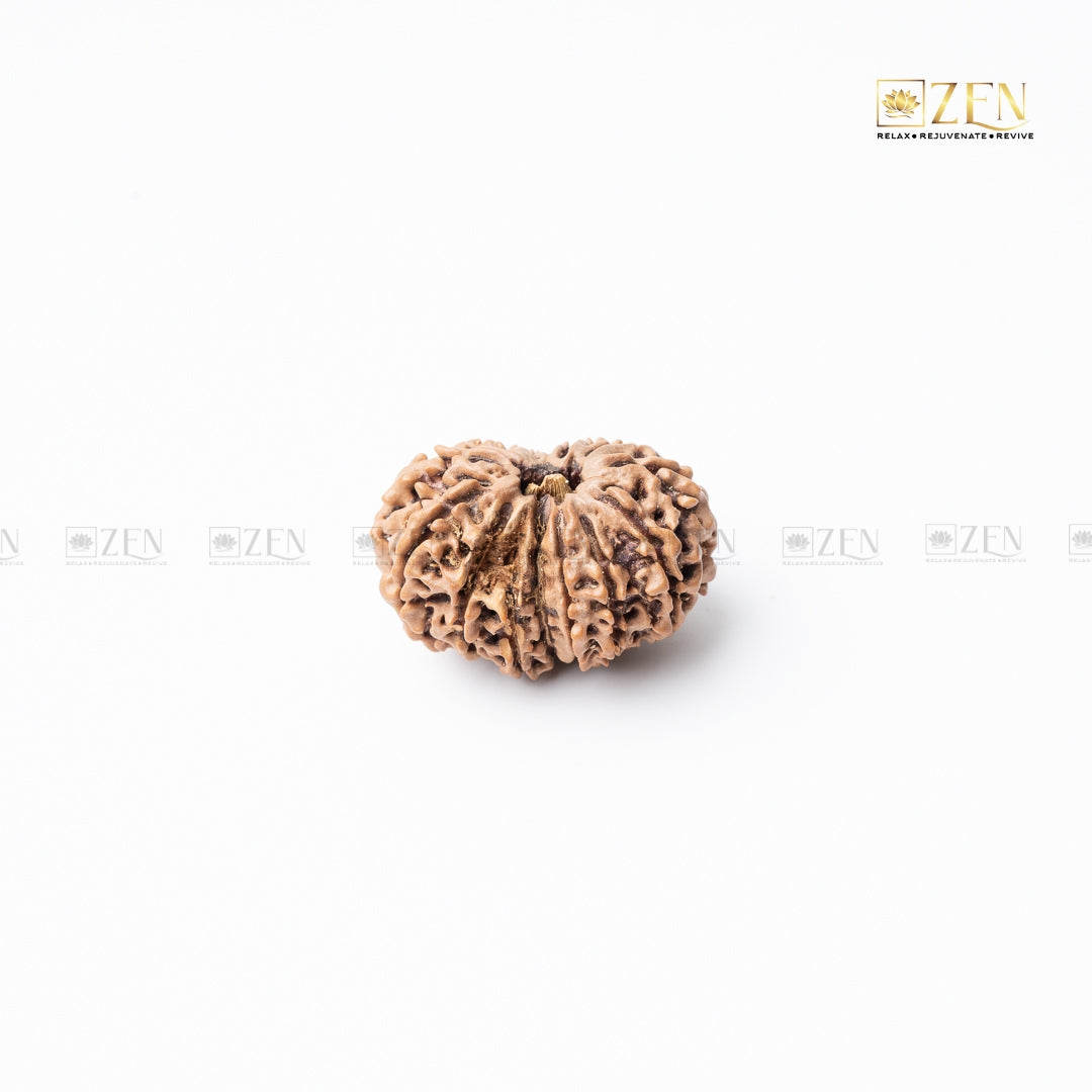 thirteen mukhi rudraksha | the zen crystals