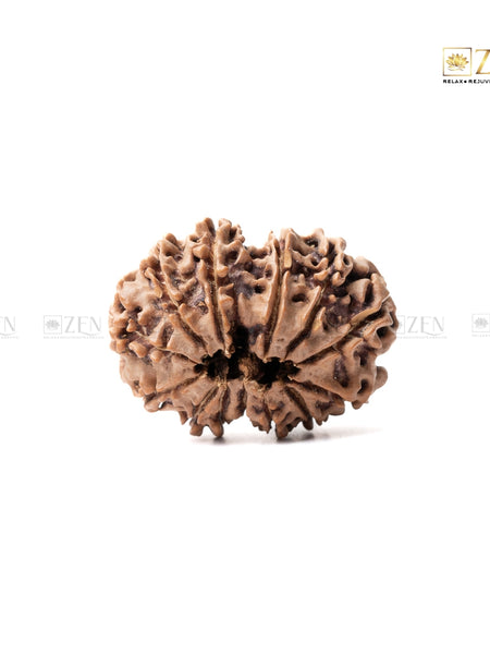 13 mukhi nepali rudraksha | the zen crystals
