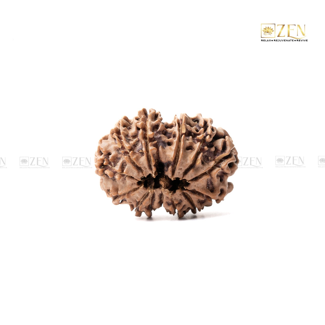 13 mukhi nepali rudraksha | the zen crystals