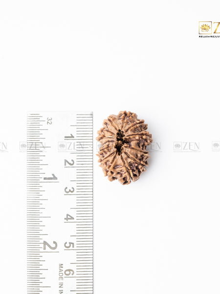 thirteen mukhi nepali rudraksha | the zen crystals