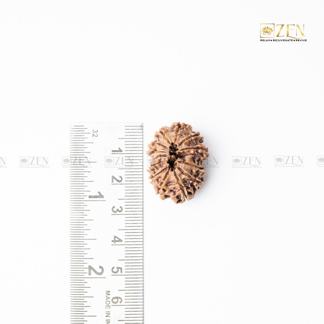 thirteen mukhi nepali rudraksha | the zen crystals