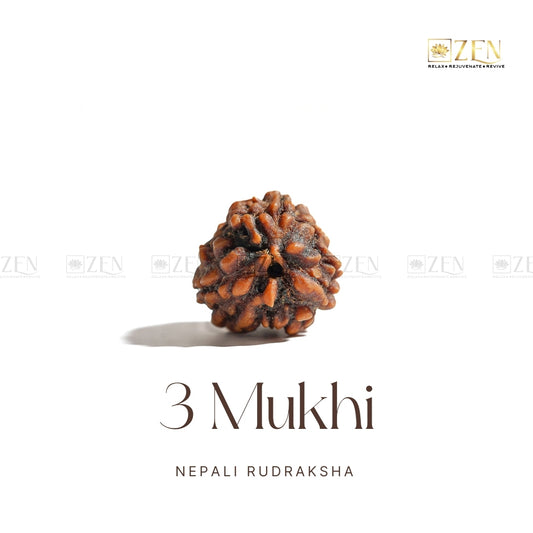 3 Mukhi Rudraksha - Nepal