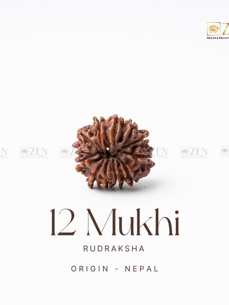 12 Mukhi Rudraksha - Nepal  | the zen crystals