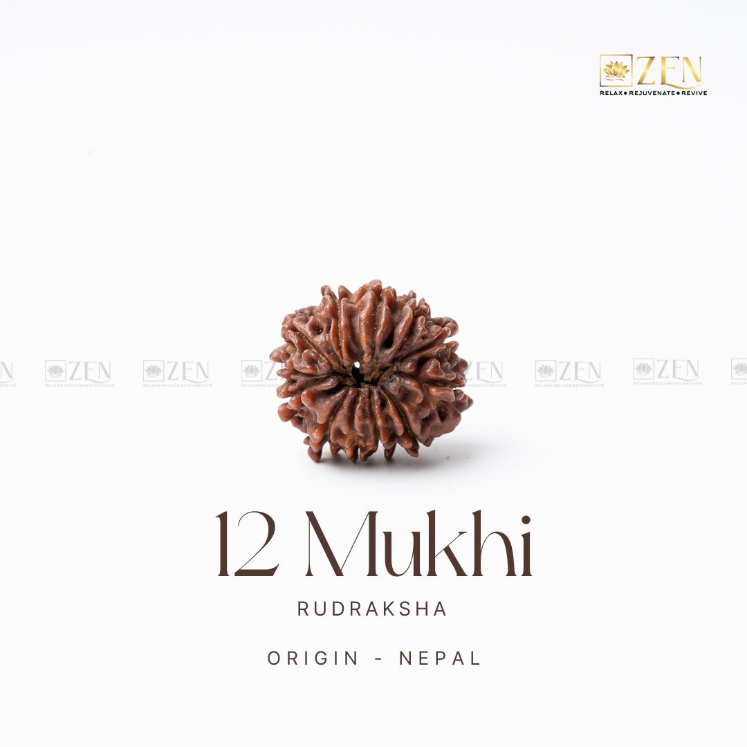 12 Mukhi Rudraksha - Nepal  | the zen crystals