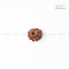 Twelve Mukhi Rudraksha - Nepal  | the zen crystals