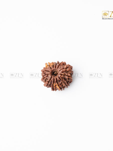 Twelve Mukhi Rudraksha - Nepal  | the zen crystals