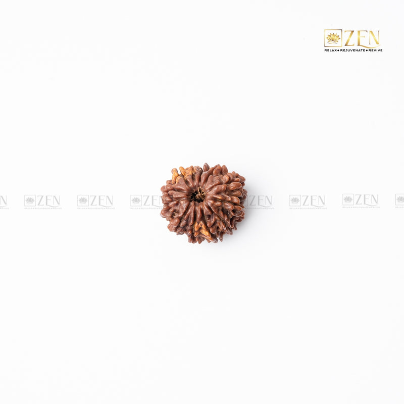 Twelve Mukhi Rudraksha - Nepal  | the zen crystals