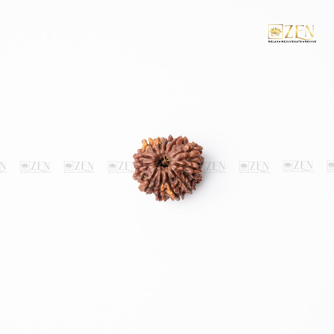 Twelve Mukhi Rudraksha - Nepal  | the zen crystals