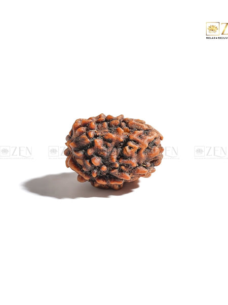 3 Mukhi Rudraksha - Himalayan Origin