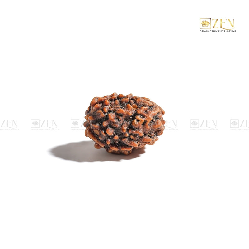 3 Mukhi Rudraksha - Himalayan Origin