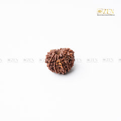 12 mukhi nepali rudraksha | the zen crystals