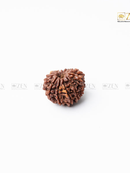 12 mukhi nepali rudraksha | the zen crystals