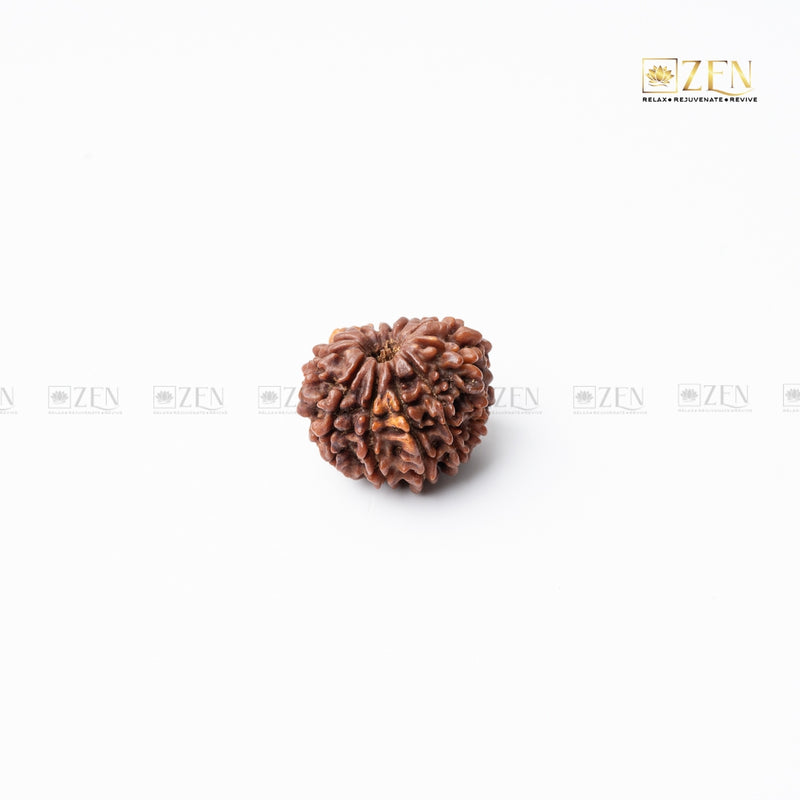 12 mukhi nepali rudraksha | the zen crystals