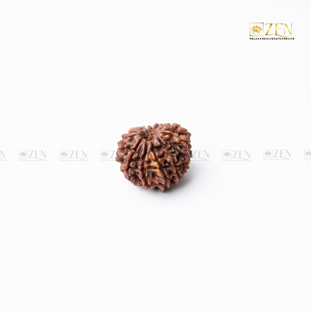 12 mukhi nepali rudraksha | the zen crystals