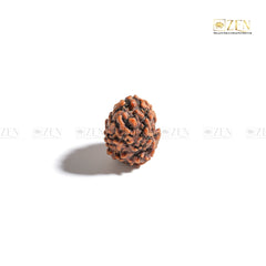 3 Mukhi Rudraksha - Himalayan Origin