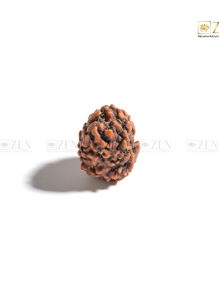 3 Mukhi Rudraksha - Himalayan Origin