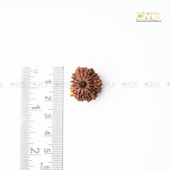 12 mukhi rudraksha from nepal | the zen crystals