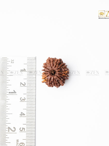 12 mukhi rudraksha from nepal | the zen crystals