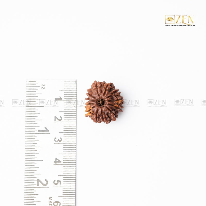 12 mukhi rudraksha from nepal | the zen crystals