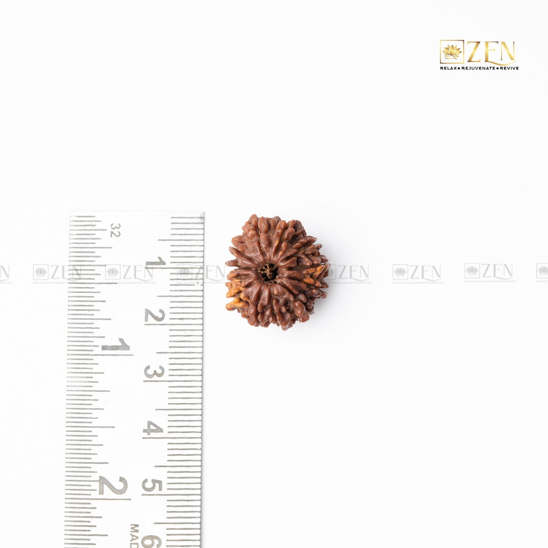 12 mukhi rudraksha from nepal | the zen crystals