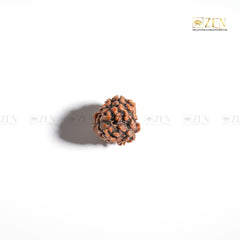 3 Mukhi Rudraksha - Himalayan Origin