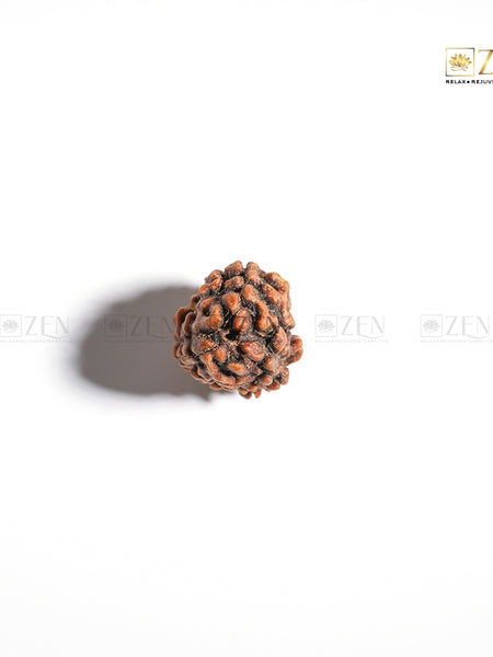 3 Mukhi Rudraksha - Himalayan Origin