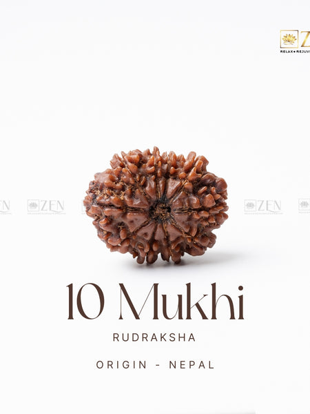 10 mukhi rudrakhsha from nepal | the zen crystals