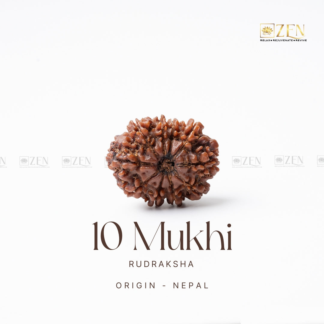 10 mukhi rudrakhsha from nepal | the zen crystals