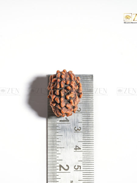 3 Mukhi Rudraksha - Himalayan Origin