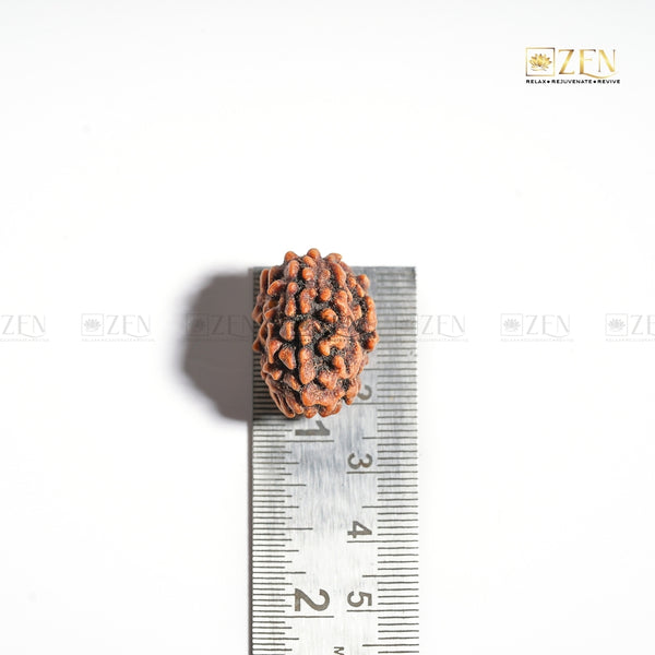 3 Mukhi Rudraksha - Himalayan Origin
