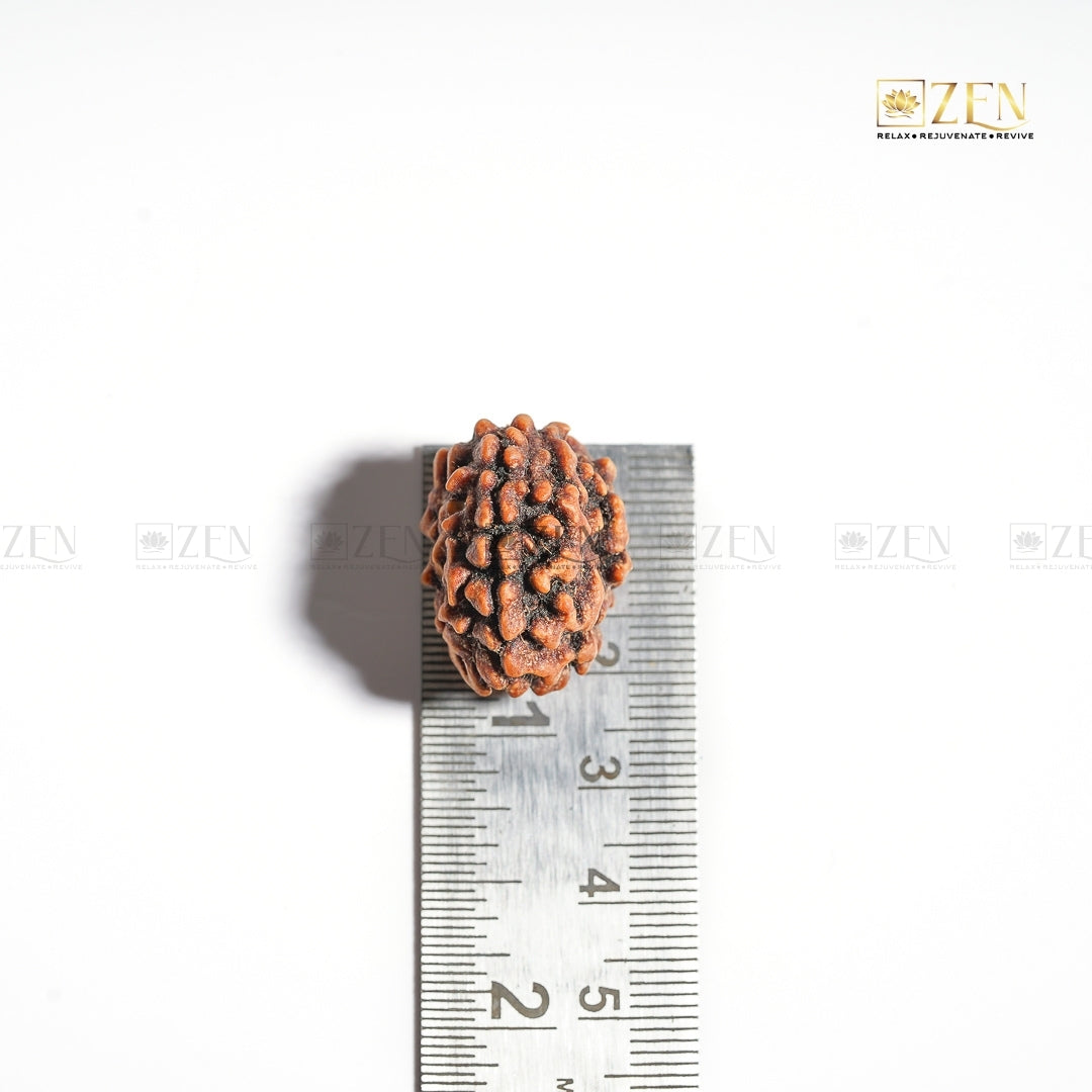 3 Mukhi Rudraksha - Nepal