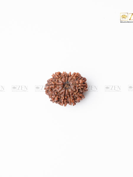 ten mukhi rudrakhsha from nepal | the zen crystals