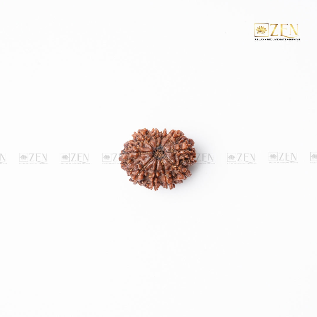 ten mukhi rudrakhsha from nepal | the zen crystals