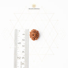 nine mukhi rudraksha from nepal | the zen crystals