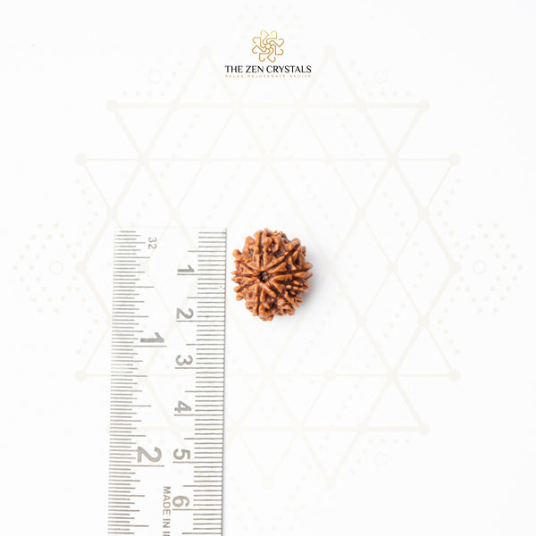 nine mukhi rudraksha from nepal | the zen crystals