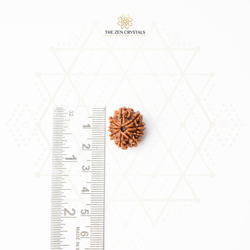 nine mukhi rudraksha from nepal | the zen crystals