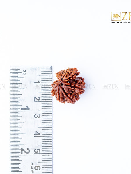 Gauri Shankar Rudraksha - Nepal | the zen crystals