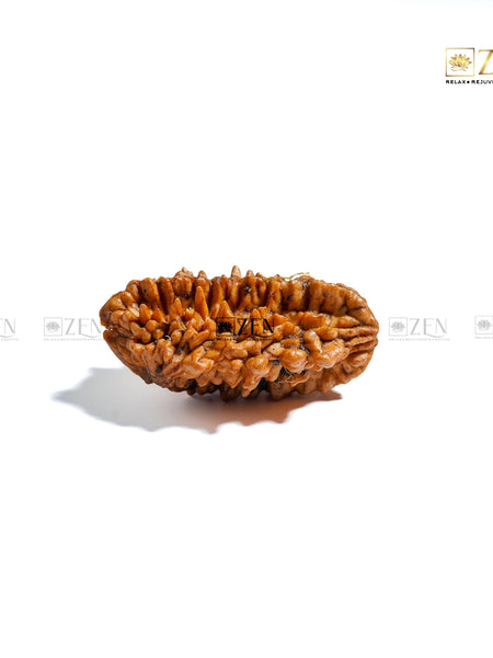 do mukhi Nepal Rudraksha | The Zen Crystals