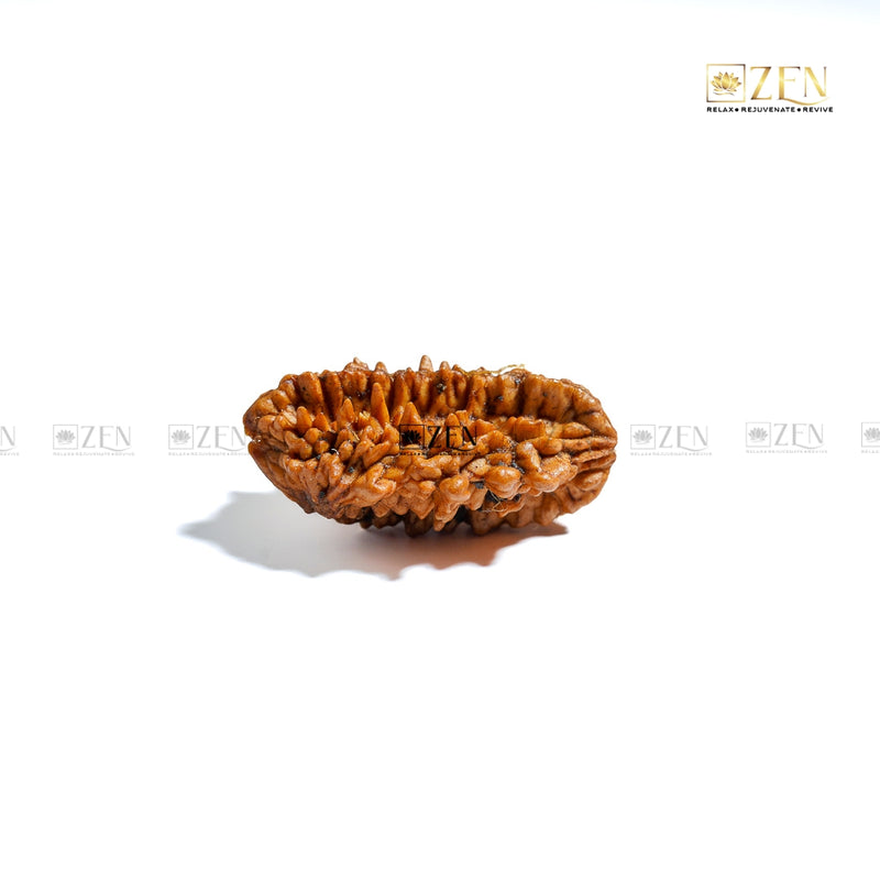 do mukhi Nepal Rudraksha | The Zen Crystals