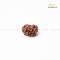 10 mukhi nepali rudraksha | the zen crystals
