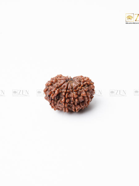 10 mukhi nepali rudraksha | the zen crystals