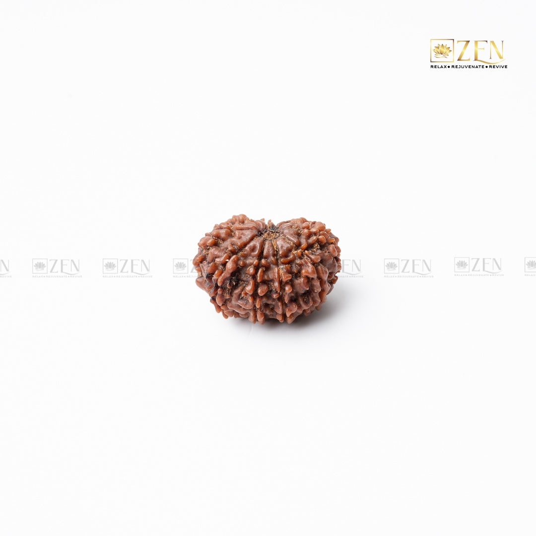 10 mukhi nepali rudraksha | the zen crystals