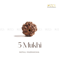 Clean white background image of 5 Mukhi Rudraksha from Nepal for spiritual healing and meditation