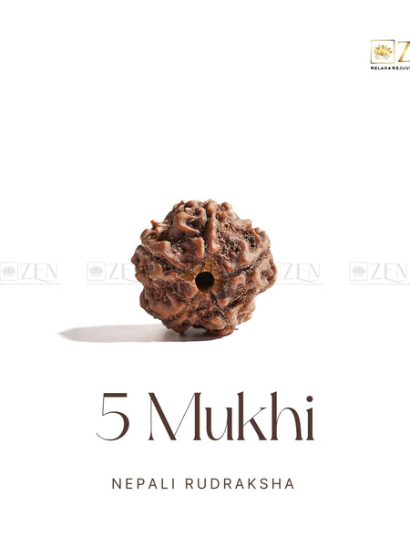 Clean white background image of 5 Mukhi Rudraksha from Nepal for spiritual healing and meditation