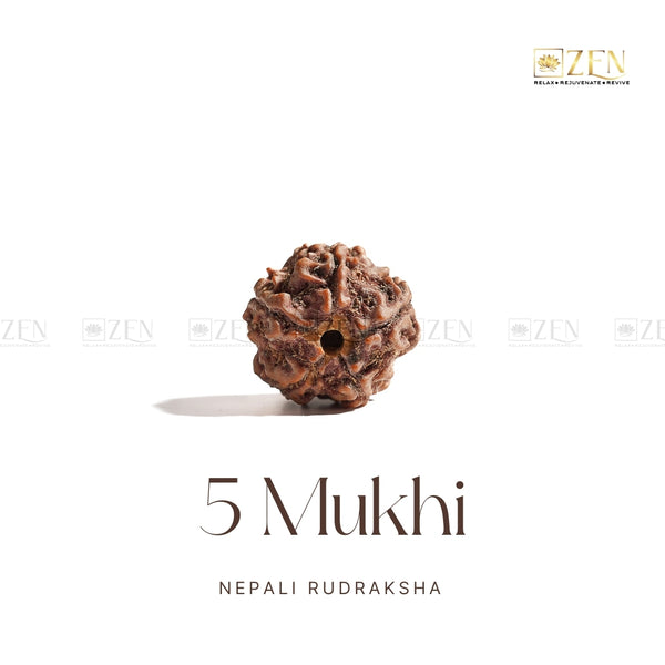 Clean white background image of 5 Mukhi Rudraksha from Nepal for spiritual healing and meditation